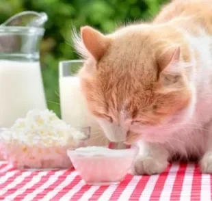 O requeijão é uma das comidas que gato pode comer ou não?