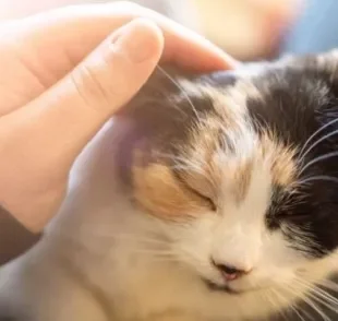  Veja o que as pesquisas dizem sobre como os gatos ajudam na ansiedade.
