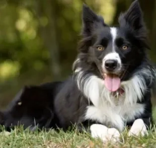 O cachorro mais inteligente do mundo é o Border Collie, que tem uma cognição surpreendente