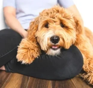 Cachorro Labradoodle é uma mistura de L abrador com Poodle. 