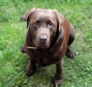 Quando o cachorro come lagartixa, pode acabar desenvolendo uma doença chamada platinosomose