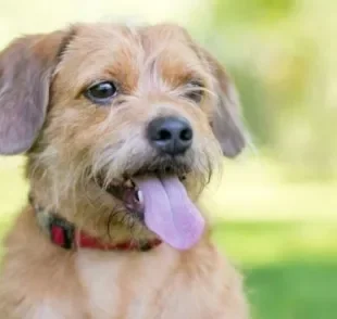 Há muitos nomes para cachorro que fazem sucesso, mas você também pode usar sua criatividade nessas horas