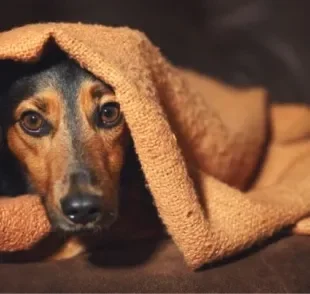 Cachorro medroso: traumas e falta de socialização adequados podem deixar o animal assim