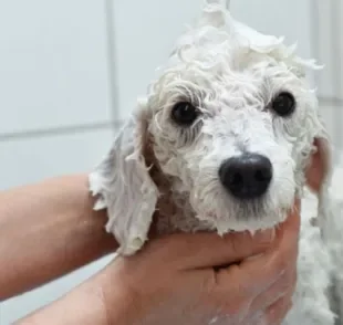 O cabelo cacheado do Poodle requer alguns cuidados na hora do banho