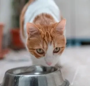  A hidratação do gato vai melhorar com algumas mudanças básicas na rotina 
