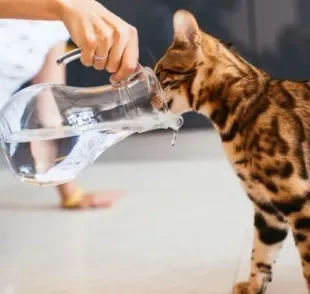 Pode dar soro caseiro para gato, desde que a desidratação do animal seja leve