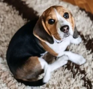  Suco de quiabo para cachorro com cinomose, verdade ou mito?
