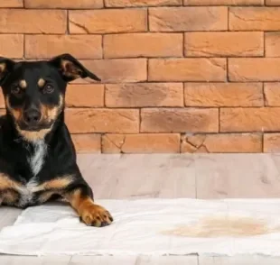 O tapete higiênico para cachorro macho pode ser tanto lavável quanto descartável 