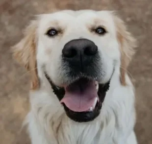  Muitas sugestões de nome para cachorro Labrador pra você escolher 