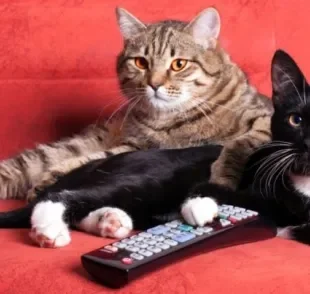  Já parou para pensar que sua série favorita pode ajudar a escolher o nome do gato?