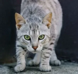  Feral é um felino que se adequa às ruas. Mas será que ele se adapta a um lar? Descubra nesta matéria.