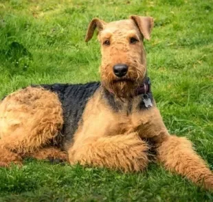 O Airedale Terrier é um cão de porte médio, pelos duros e um temperamento dócil com a família