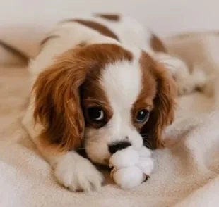  O algodão pode não ser a melhor opção proteger o ouvido de cachorro durante o banho.