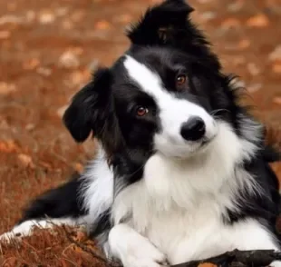 A bexiga de cachorro é o órgão responsável por armazenar a urina