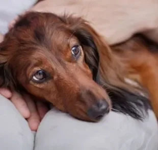 A brucelose canina é uma doença bacteriana que pode afetar a fertilidade dos cães