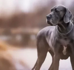 Cachorro cinza: raças como o Dogue Alemão e Weimaraner podem ter o padrão de pelagem