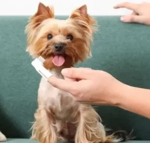  Afinal, o cachorro com mau hálito pode ser tratado somente com o spray bucal? 