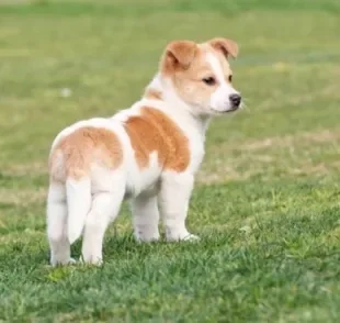 O cachorro com rabo entre as pernas pode indicar medo, insegurança, tristeza ou culpa