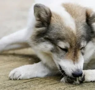 O cachorro lambendo muito a pata pode ter várias causas, inclusive emocional