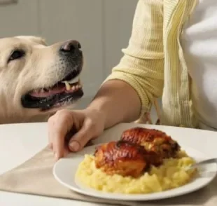 Resistir ao cachorro pedindo comida não é fácil, mas é necessário