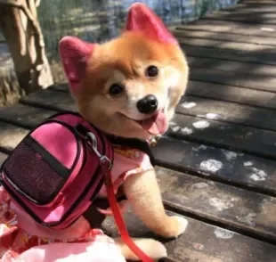 Mochila para cachorro? Esse acessório super estiloso é bem útil para o pet.