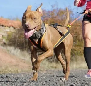  Conheça o Canicross, um esporte onde o tutor corre com o cachorro! 
