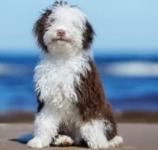 O Cão D'água Espanhol é conhecido por seus pelos super encaracolados