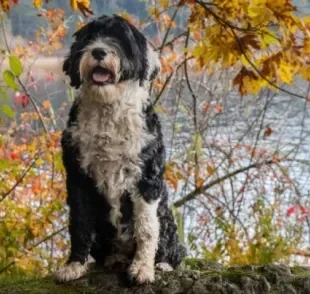 O Cão D'Água Português é inteligente, atlético e pode fazer diferentes esportes como natação e agility