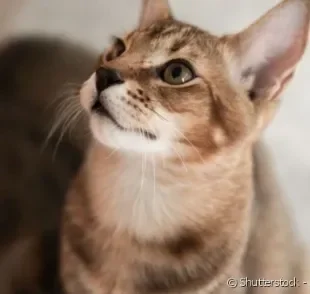 Chausie é um gato híbrido: metade selvagem, metade doméstico.
