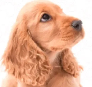 O Cocker Spaniel é um cachorro dócil e inteligente, mas tem várias outras qualidades