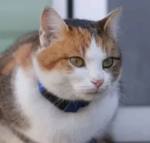 A coleira para gato com gps ajuda tutores a terem controle da localização do animal