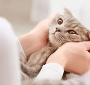 Saber como falar com gatos inclui entender a linguagem corporal dos pets
