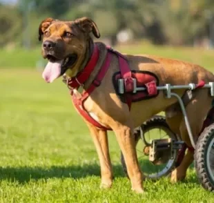 A cadeira de rodas para cachorro pode ser feita pelo próprio tutor com tubos de pvc