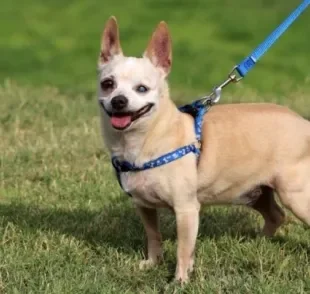 Passear com cachorro cego é super recomendado, basta seguir alguns cuidados