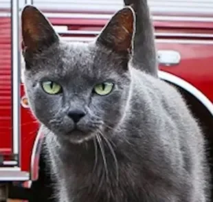 Fumaça é uma gata cinza que já vive há mais de 10 anos no 15º Grupamento de Bombeiros Militar da Asa Sul, no DF 