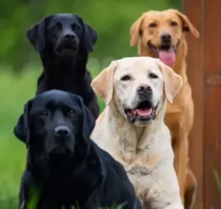  O cachorro retriever classifica diversas raças de cachorro. 