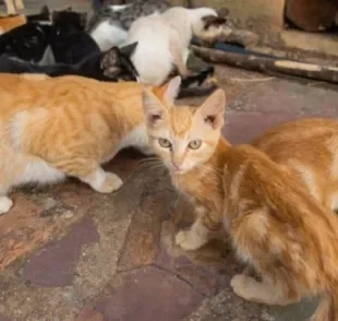  Colônia de gatos: um problema ambiental e de saúde pública