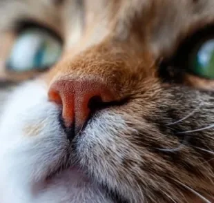 Focinho de gato: os desenhos funcionam da mesma forma que as impressões digitais
