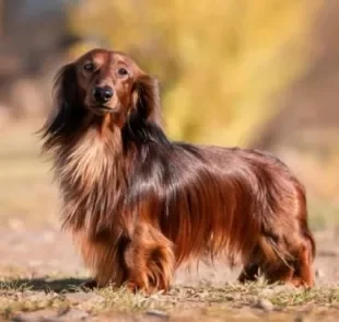 O Dachshund pelo longo precisa de uma frequência maior de banho e escovação dos pelos