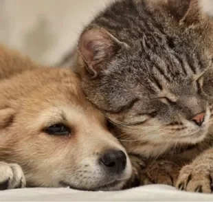Ansiedade e depressão em cachorro e gato são doenças que afetam toda a vida do animal