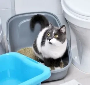  A desobstrução em gatos pode ser recomendada em alguns problemas no sistema urinário