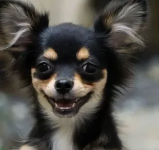 Os memes de cachorro sempre deixam os dias mais leves e divertidos. Entenda a thread que viralizou!