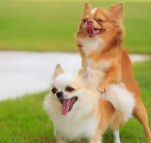  Espermatozóide de cachorro: há milhares no sêmen canino.
