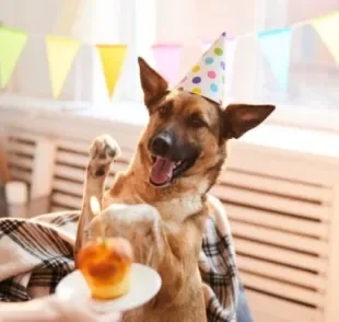 O aniversário para cachorro é uma ocasião que pode ser celebrada e adaptada para o animal