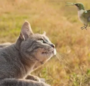 O gato caçando passarinho é algo que faz parte da natureza felina, mas não deve ser estimulado