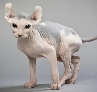 O gato Elfo lembra bastante o Sphynx, principalmente por causa da ausência de pelos