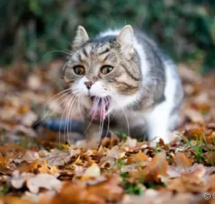 Gato engasgado pode ficar bastante estressado também. Veja como ajudar o seu pet a sair dessa!