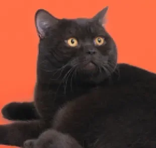 O gato preto tem uma personalidade amável e carinhosa, além de trazer sorte para os tutores