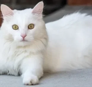 O gato branco tem mais chances de ficar surdo e não pode tomar muito sol