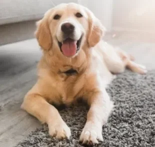 O Golden Retriever é bom para apartamento e pode ser uma ótima companhia